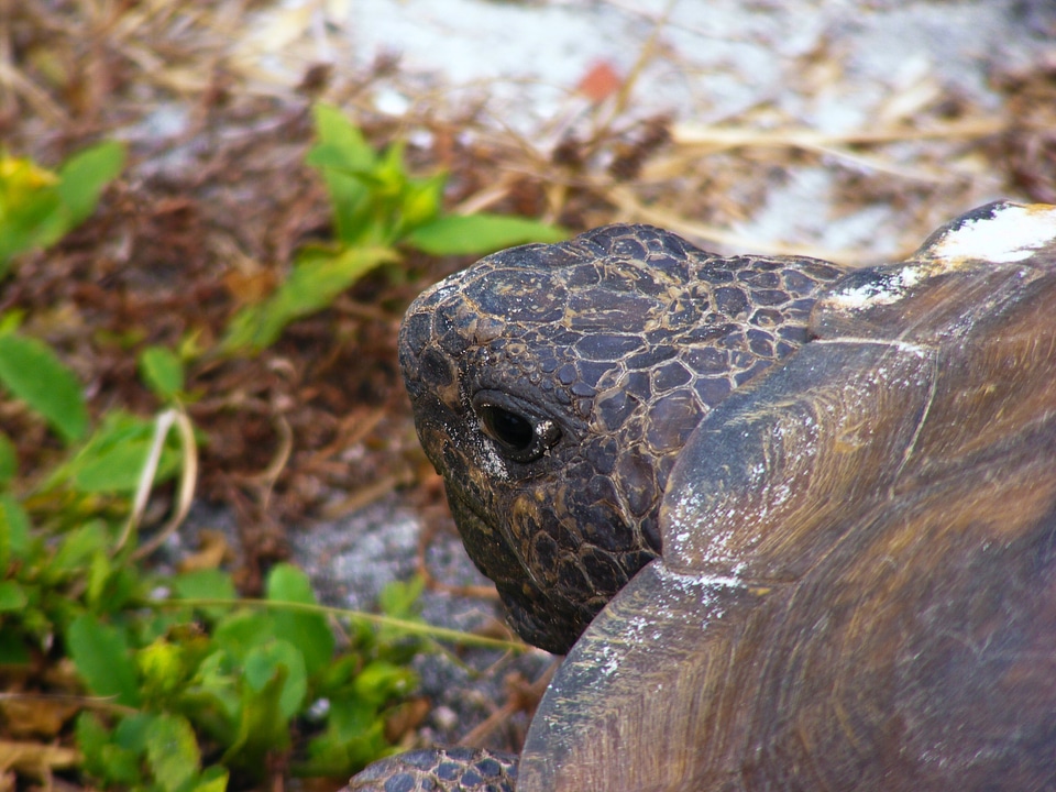 Slow land turtle tortoise