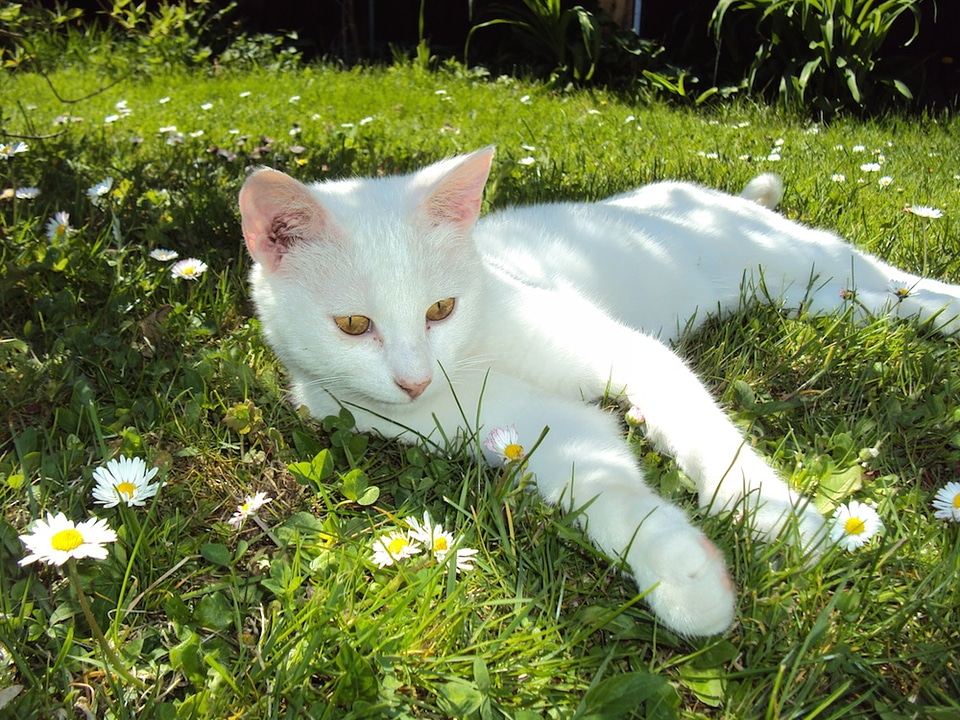 White pet meadow