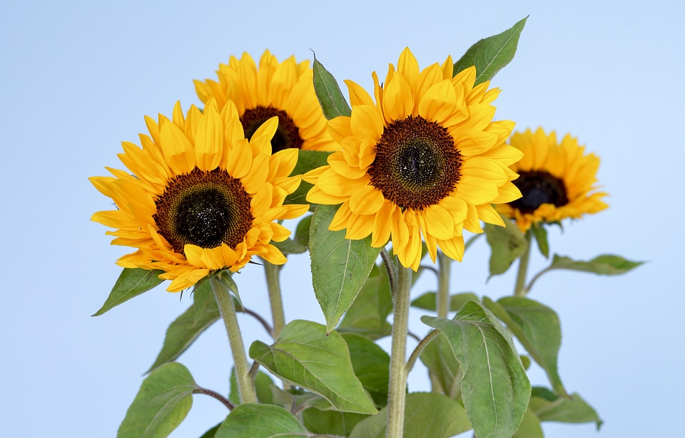 Yellow color blossom