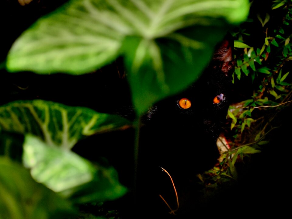 Free stock photo from Flickr