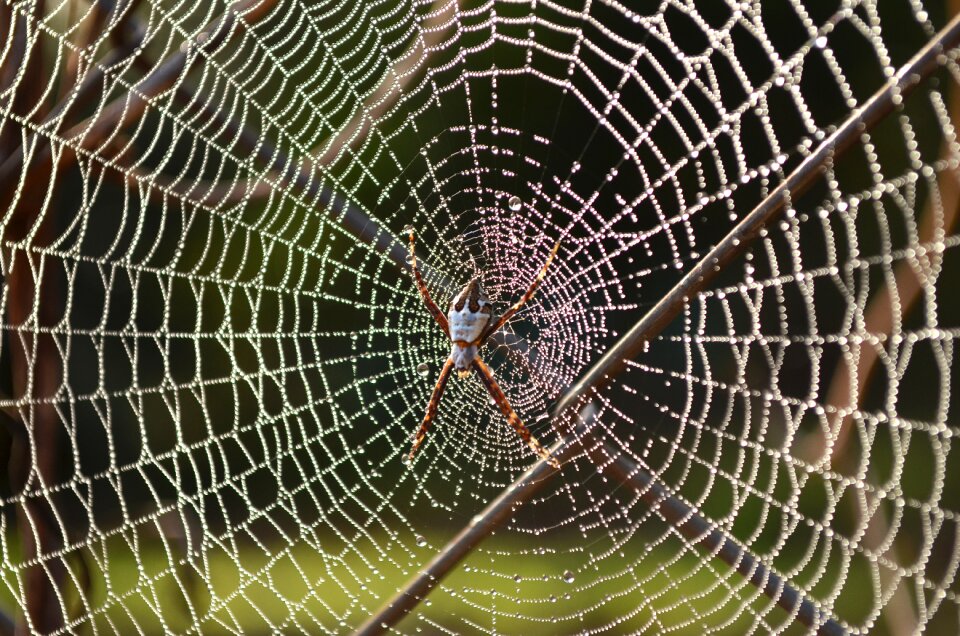 Free stock photo from Flickr