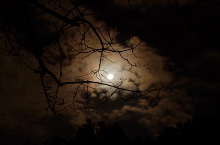 Silhouette of Tree Branch Under White Cloudy Skies during Nighttime photo