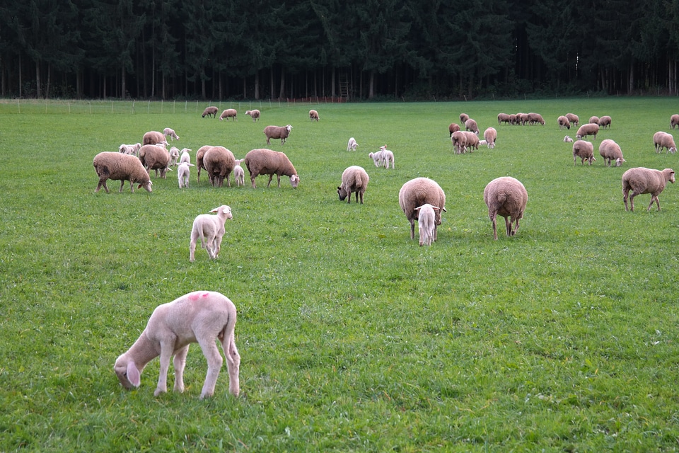 Lamb domestic sheep ovis orientalis aries