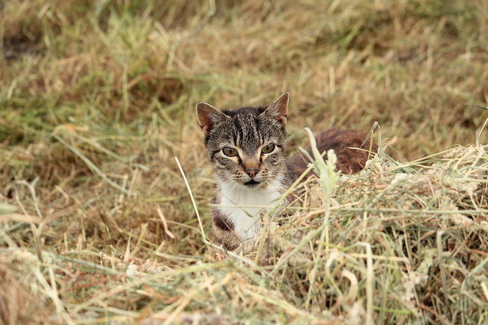 Grass nature cat's eyes