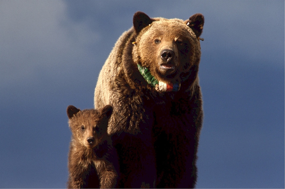Wildlife animal fur