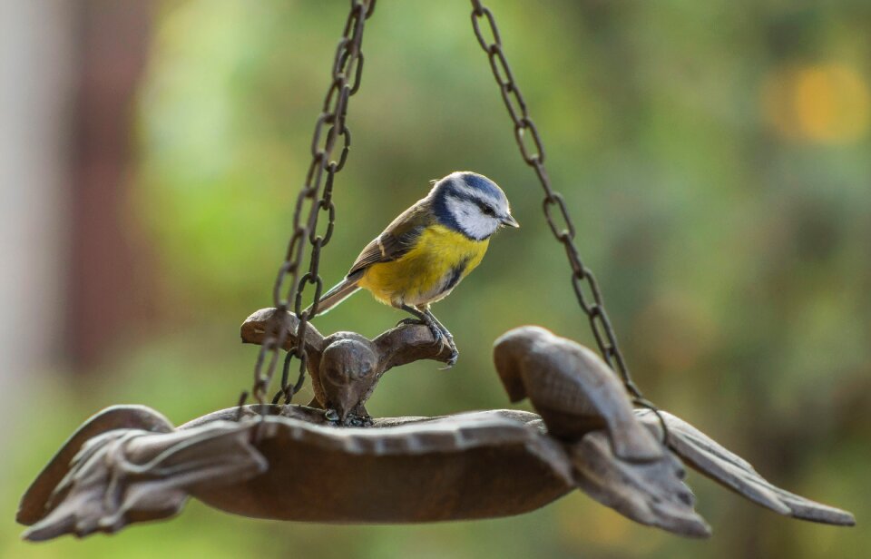 Free stock photo from Flickr