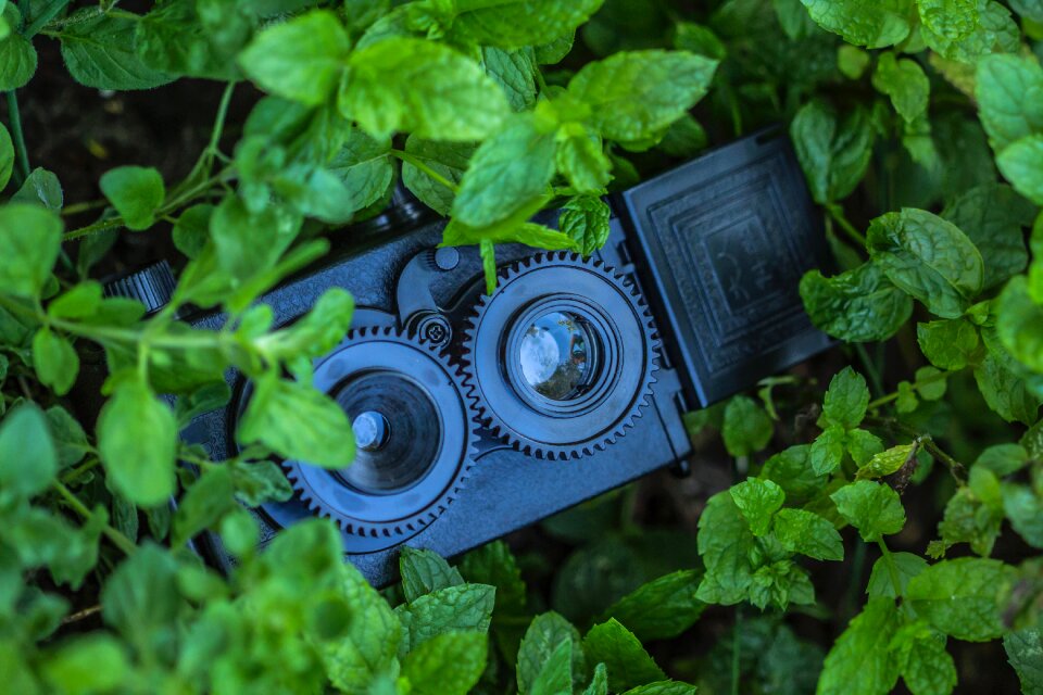 Security Camera Hidden Behind Plants photo