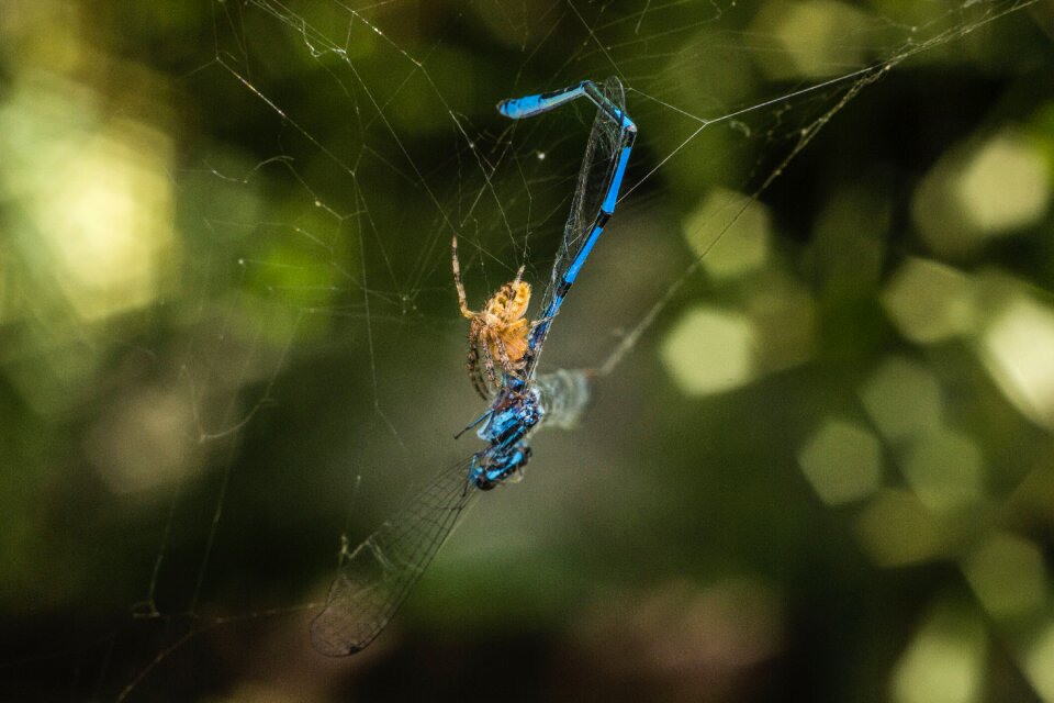 Free stock photo from Flickr