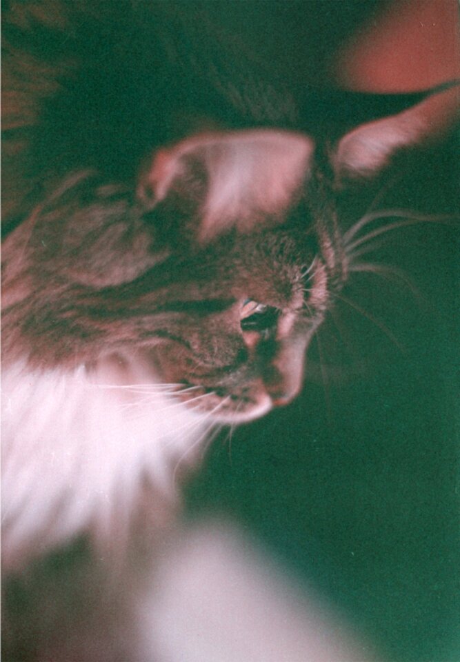Free stock photo from Flickr