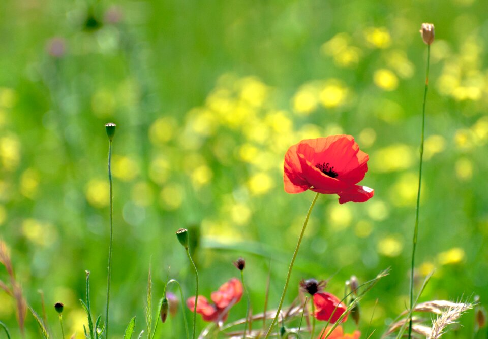 Free stock photo from Flickr