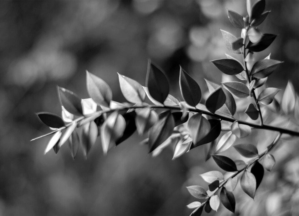 Free stock photo from Flickr