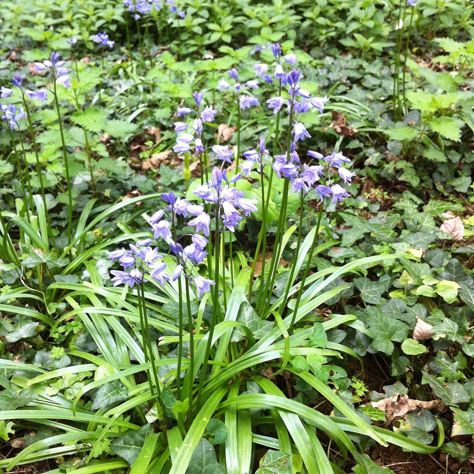 Small flowering plants
