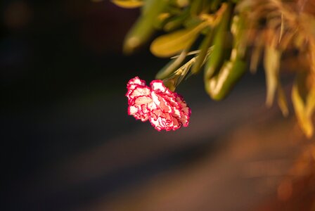 Free stock photo from Flickr