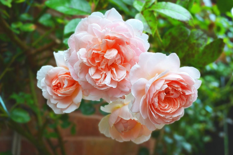 Floribunda fragrant cottage garden