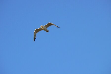 Free stock photo from Flickr