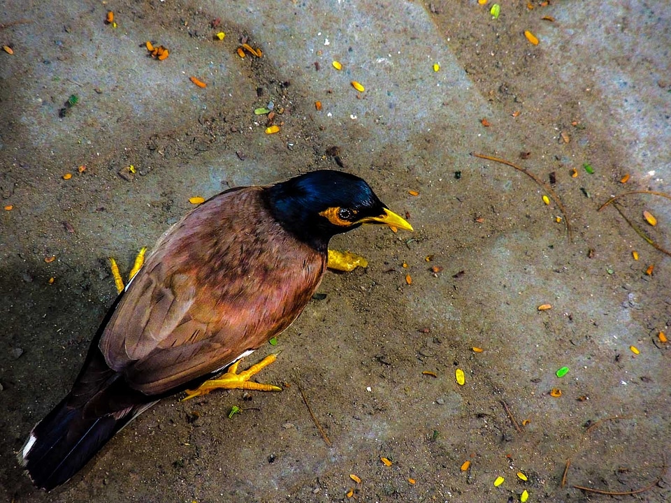 Bird passerine birds common mynah photo