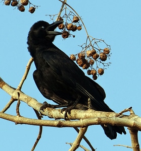 Large-billed crow jungle crow crow