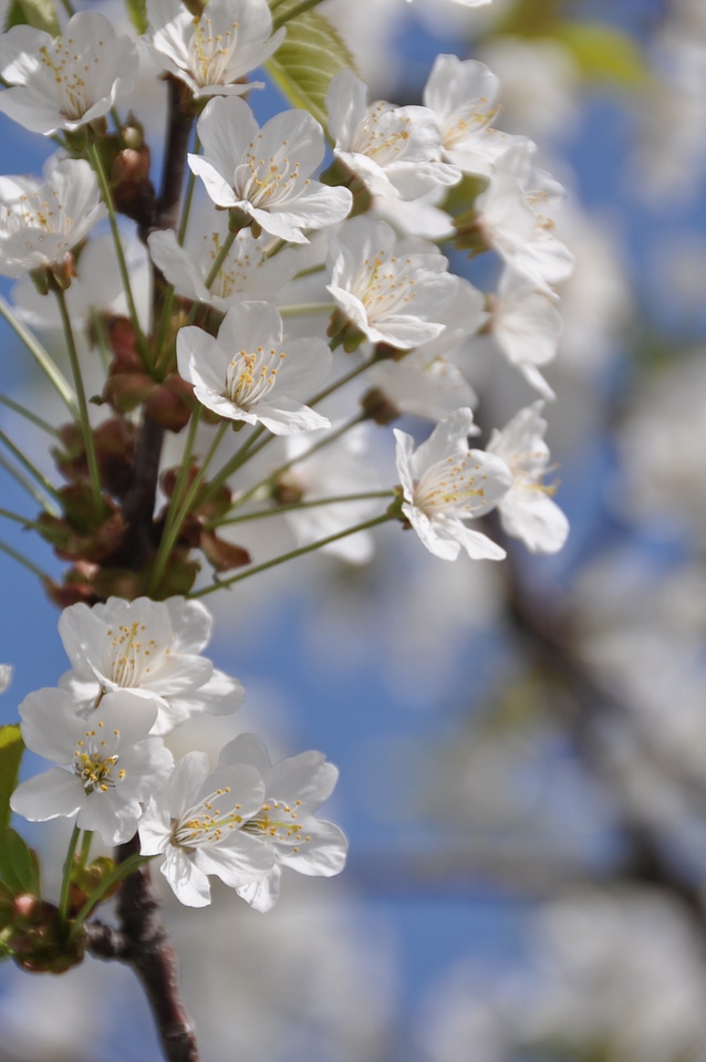 Spring twig white