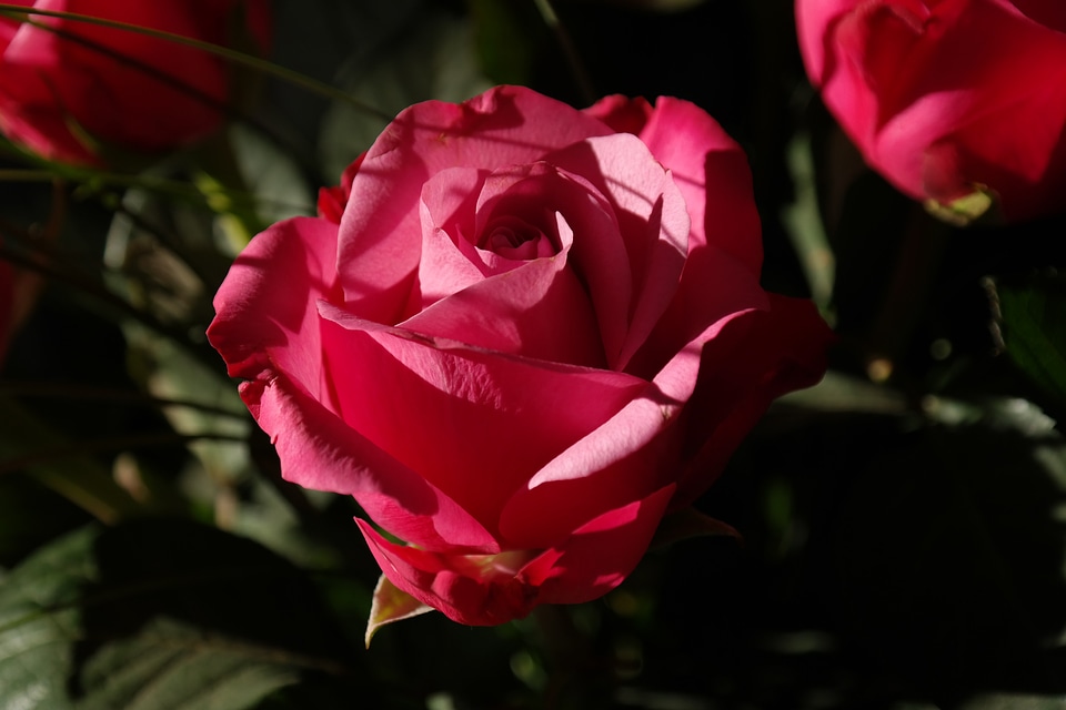 Plant rose bloom blossom