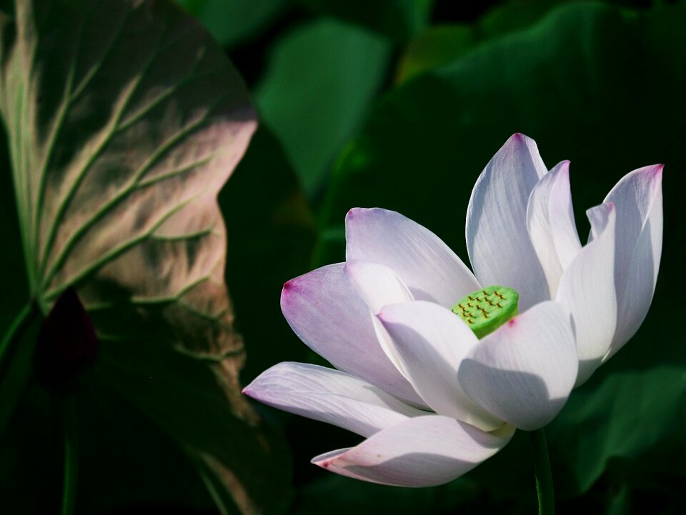 Free stock photo from Flickr