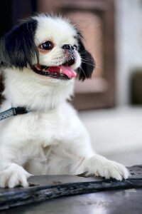 Free stock photo from Flickr