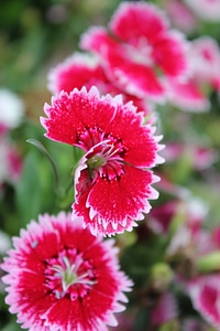 Red daisy spring