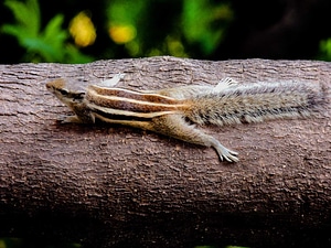 Small squirrel tiny squirrel striped squirrel