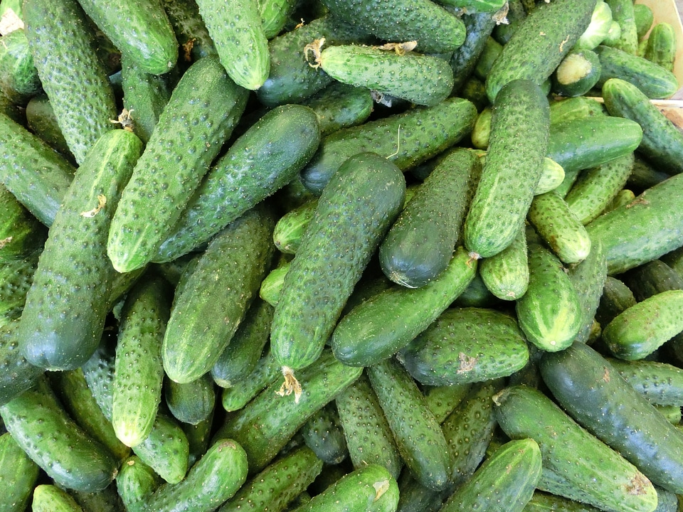 Cucumbers vegetables healthy