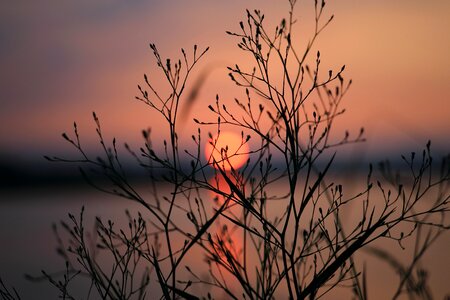 Silhouette of Bare Tree during Sunset photo