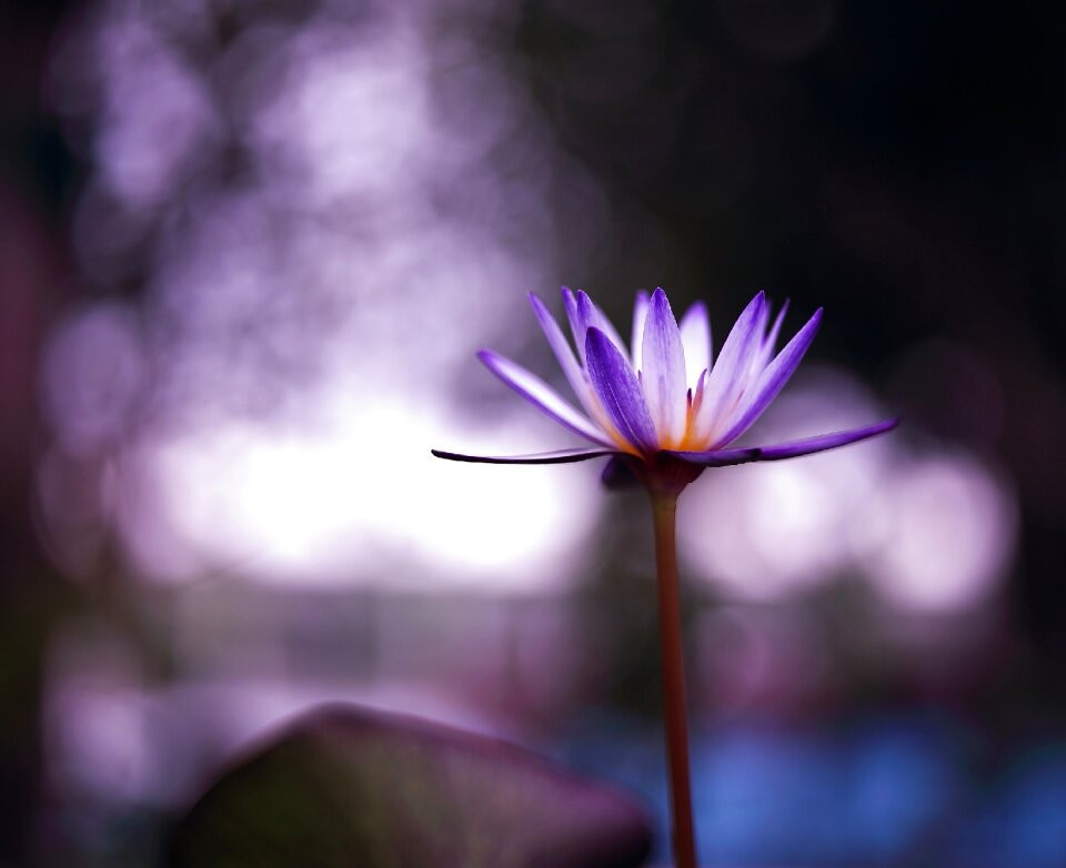 Free stock photo from Flickr