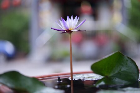 Free stock photo from Flickr