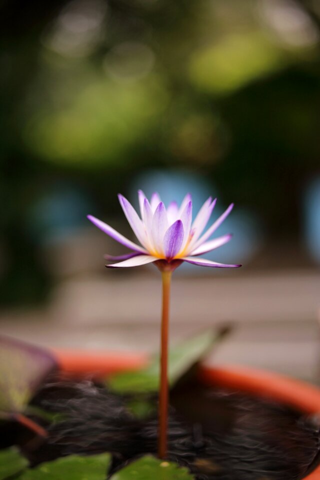 Free stock photo from Flickr