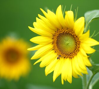 Free stock photo from Flickr