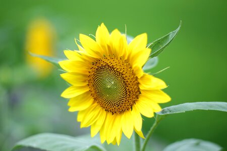 Free stock photo from Flickr