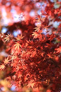 Red Leaved Tree photo