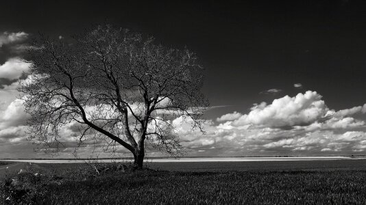 Gray Scale Photo of Leafless Tree Under Cloudy Sky photo