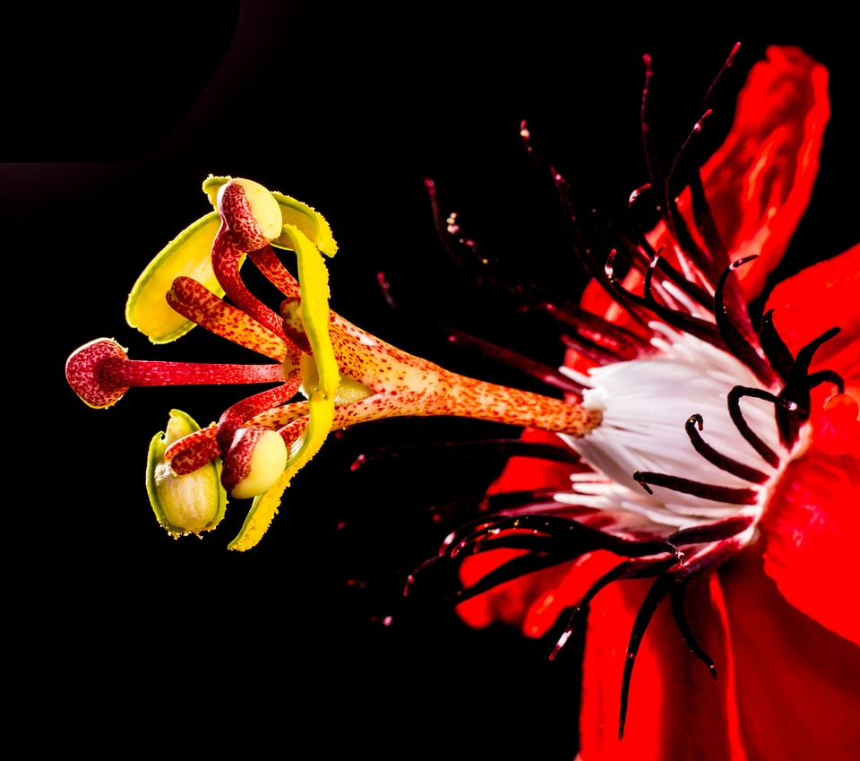 Blossom bloom red