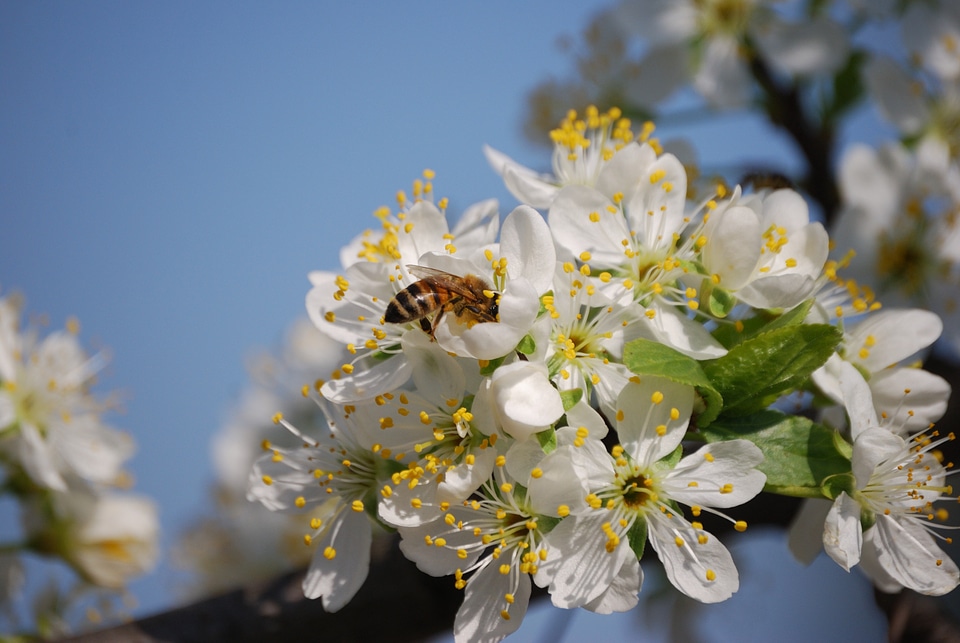 Wasp cherry flowering tree