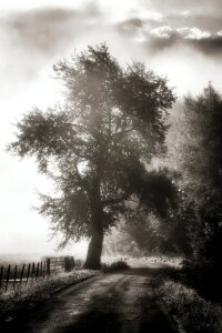Black and White Photography of Tree