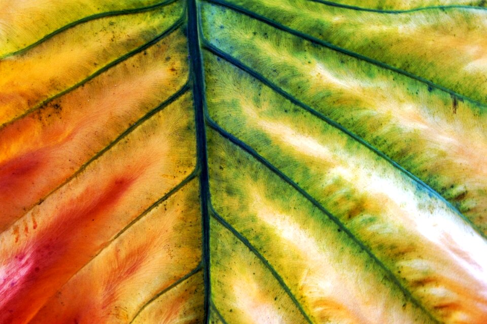 Free stock photo from Flickr