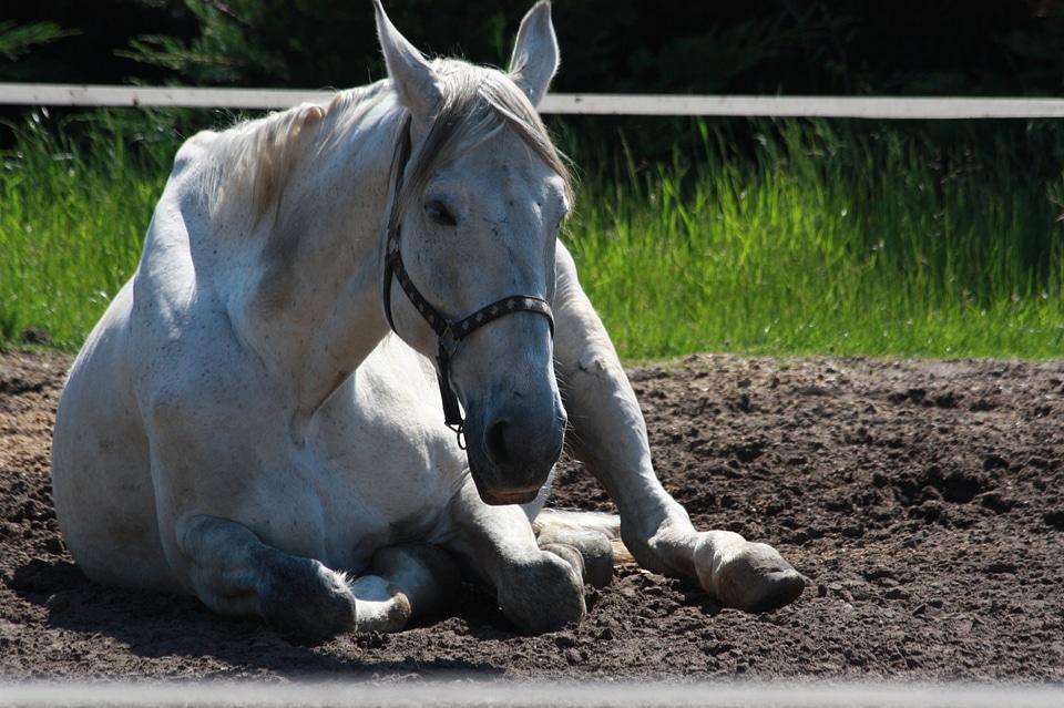 The head of a horse ranch horse