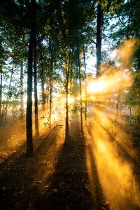 Sunrise Shade of a Forest photo