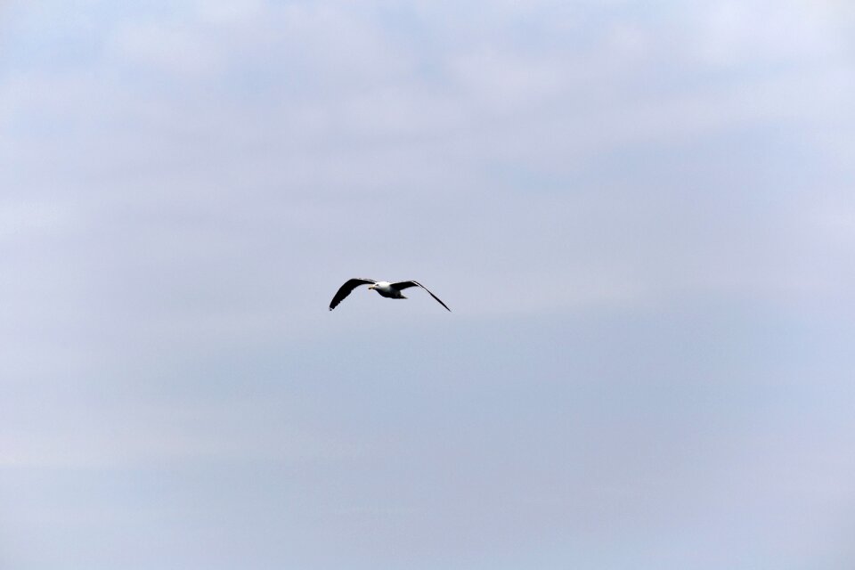 White Seagull Flying Under Gray Sky photo