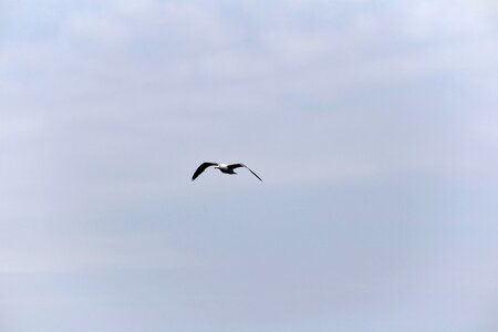 White Seagull Flying Under Gray Sky photo
