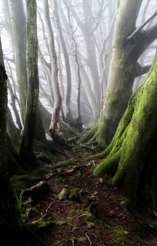 Green Gray Tall Trees
