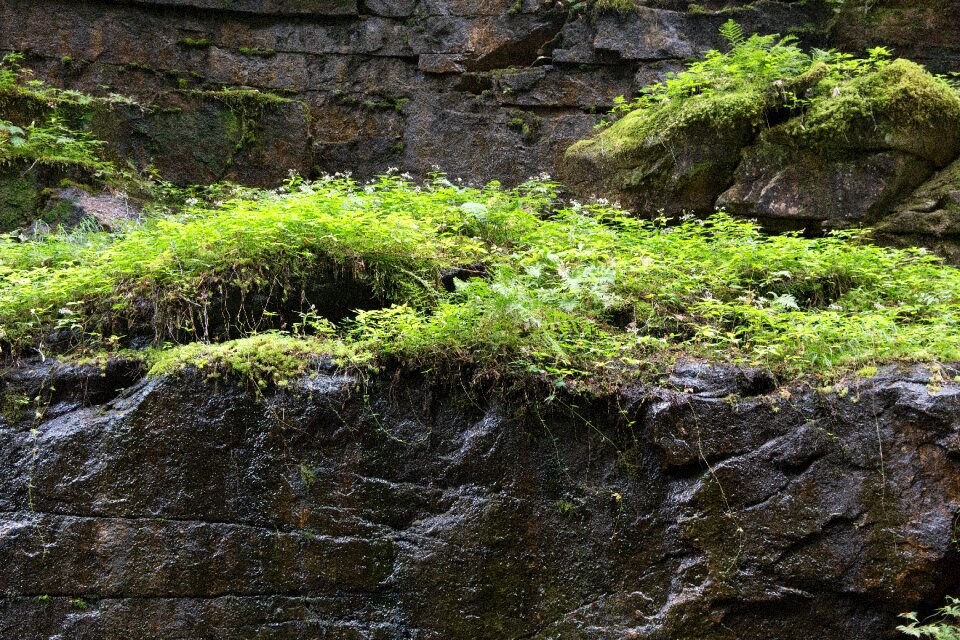 Free stock photo of ferns, nature, rocks photo