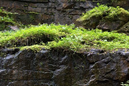Free stock photo of ferns, nature, rocks