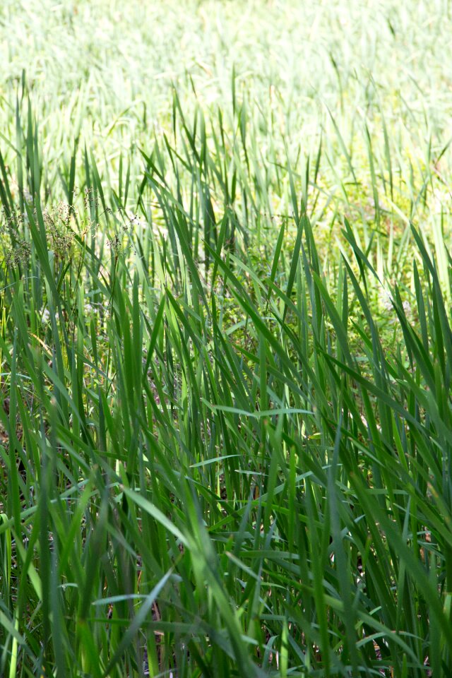 Free stock photo of grass, nature, sunlight