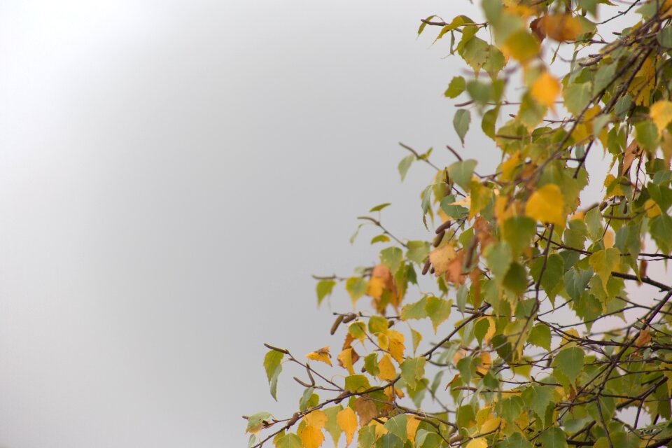 Free stock photo of fog, foliage, nature
