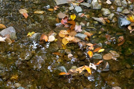 Free stock photo of foliage, nature, rocks photo